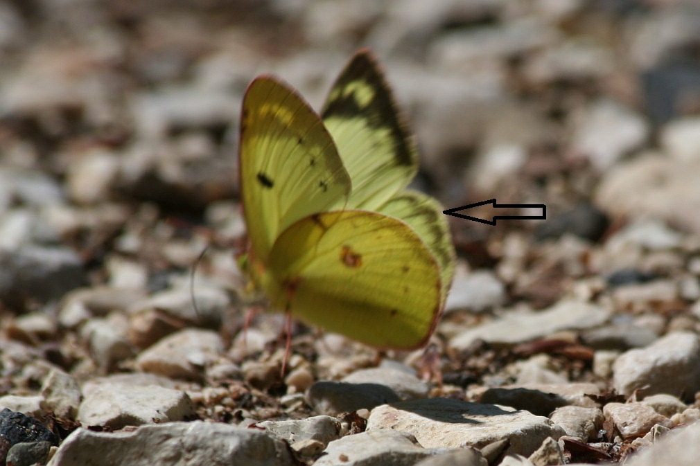 Colias alfacariensis?